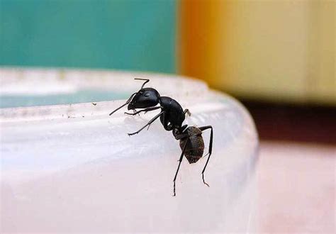 家裡大螞蟻 风水颜色代表